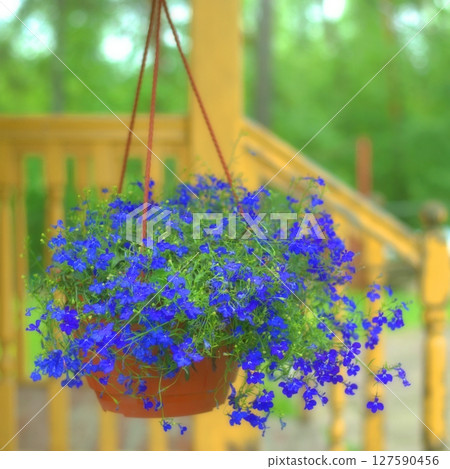 Small blue lobelia flowers hanging in a pot on the porch of a house 127590456