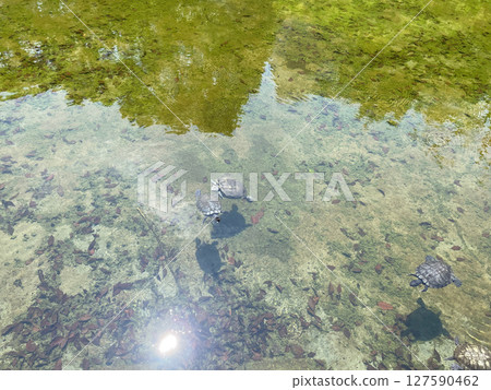 A turtle swimming in a pond; a turtle floating on the water's surface. A turtle swimming in a pond; a turtle floating on the water's surface. 127590462
