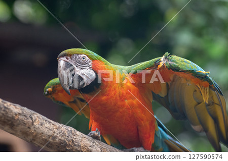 金剛鸚鵡展翅 127590574