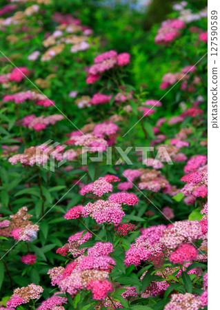 五彩繽紛的繡球花地毯 127590589