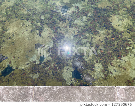 一隻烏龜在池塘裡游泳；一隻烏龜漂浮在綠色的水面上。 127590676