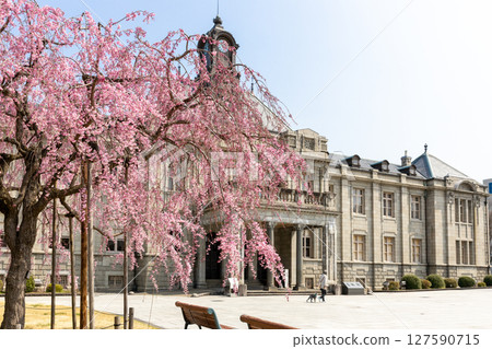 A red weeping tree and a dog walker at Bunshokan 127590715