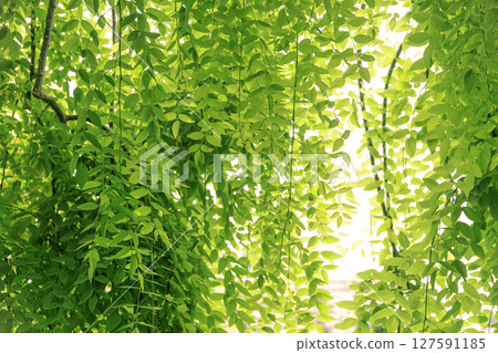 A pale green June landscape 127591185