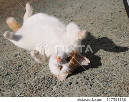 一隻貓天真地玩著壞掉的玩具 127591188