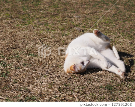 一隻貓天真地玩著壞掉的玩具 127591208