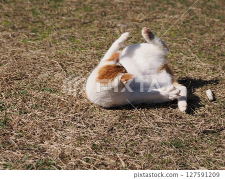 A cat playing innocently with a broken toy A cat playing innocently with a broken toy 127591209