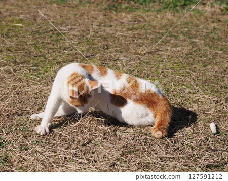 A cat playing innocently with a broken toy 127591212