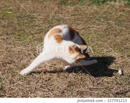 A cat playing innocently with a broken toy 127591213