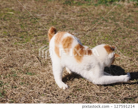 A cat playing innocently with a broken toy 127591214