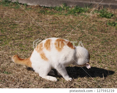 一隻貓天真地玩著壞掉的玩具 127591219