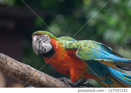 Macaw spreading its wings Macaw spreading its wings 127591581