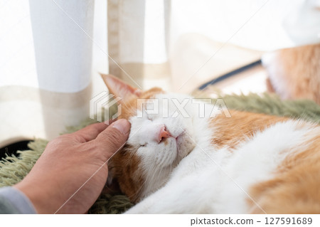 Stroking a cat, brown tabby white 127591689