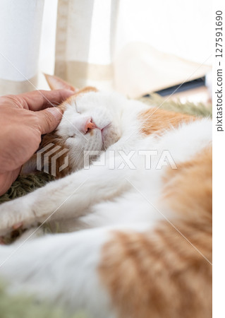 Stroking a cat, brown tabby white 127591690