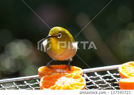 A cute white-eye eating a delicious mandarin orange A cute white-eye eating a delicious mandarin orange 127591721