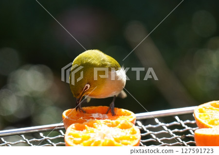 一隻可愛的繡眼鳥正在吃美味的橘子 一隻可愛的繡眼鳥正在吃美味的橘子 127591723