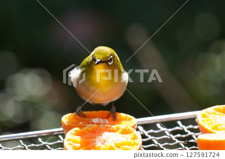 一隻可愛的繡眼鳥正在吃美味的橘子 一隻可愛的繡眼鳥正在吃美味的橘子 127591724