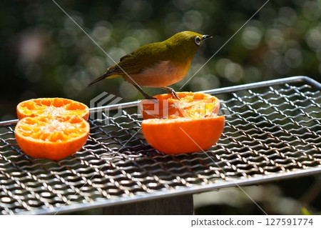 A cute white-eye eating a delicious mandarin orange A cute white-eye eating a delicious mandarin orange 127591774