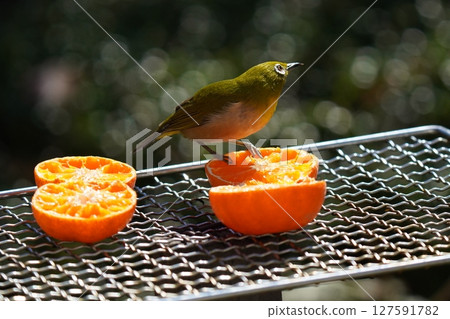 A cute white-eye eating a delicious mandarin orange 127591782