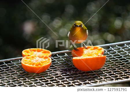一隻可愛的繡眼鳥正在吃美味的橘子 127591791