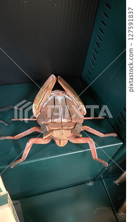 Cicada model 127591837