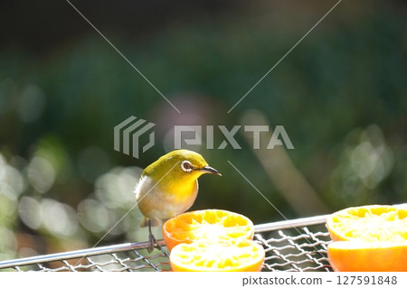 A cute white-eye eating a delicious mandarin orange A cute white-eye eating a delicious mandarin orange 127591848