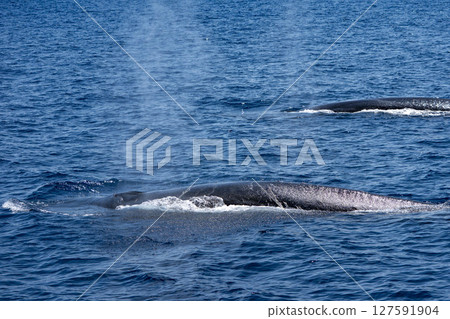 Fin whales in Liguria, Italy in front of the coast of sestri levante Fin whales in Liguria, Italy in front of the coast of sestri levante 127591904