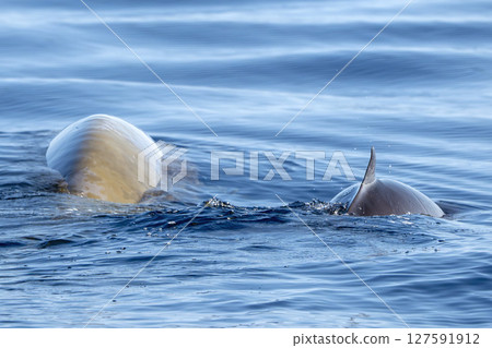 mother and calf Cuvier's Beaked whale in Ligurian Sea, Italy mother and calf Cuvier's Beaked whale in Ligurian Sea, Italy 127591912