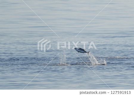 red tuna jumping outside the sea while hunting 127591913