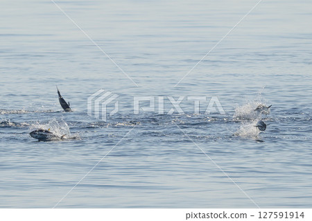 red tuna jumping outside the sea while hunting 127591914