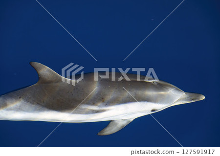 striped dolphin jswimming under the boat prow bowing 127591917