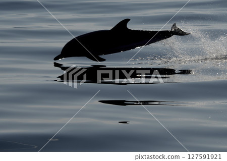 silhouette of a striped dolphins jumping at sunset silhouette of a striped dolphins jumping at sunset 127591921