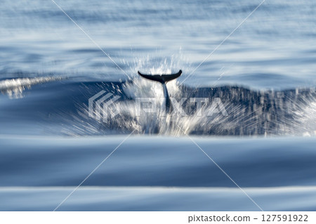 Move effect of a striped dolphins jumping at sunset Move effect of a striped dolphins jumping at sunset 127591922