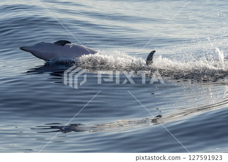 striped dolphins jumping at sunset striped dolphins jumping at sunset 127591923