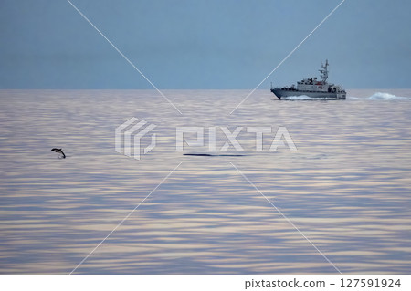 striped dolphins jumping at sunset 127591924