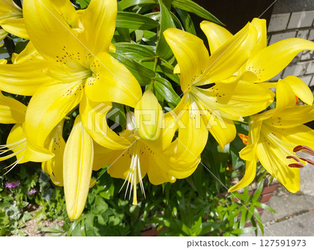 黃色百合花 127591973