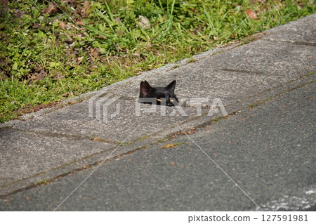 Cute black cat peeking out from a gutter 127591981