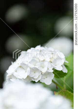 白色繡球花 白色繡球花 127592000