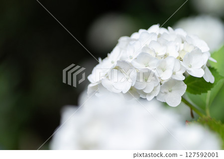 beautiful white hydrangea beautiful white hydrangea 127592001