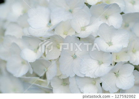 White hydrangea White hydrangea 127592002