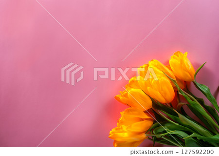 Bright Yellow Tulips on a Pink Background Representing Spring and Elegance Bright Yellow Tulips on a Pink Background Representing Spring and Elegance 127592200