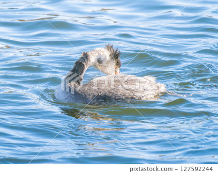 Great Crested Grebe swimming in the pond Great Crested Grebe swimming in the pond 127592244