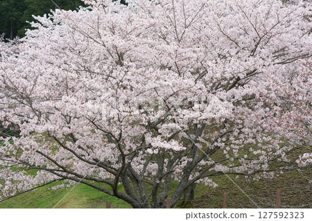 Cherry tree in full bloom Cherry tree in full bloom 127592323