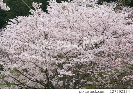 Cherry tree in full bloom Cherry tree in full bloom 127592324