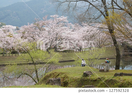 盛開的櫻花樹 盛開的櫻花樹 127592328