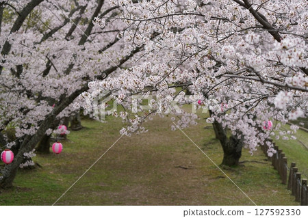 Cherry tree in full bloom Cherry tree in full bloom 127592330