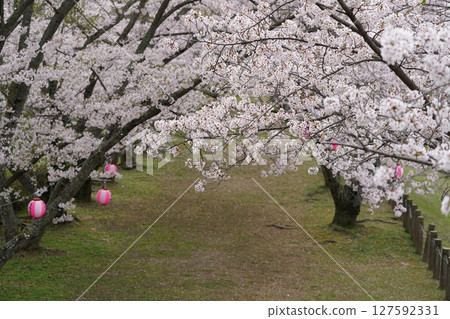 Cherry tree in full bloom Cherry tree in full bloom 127592331