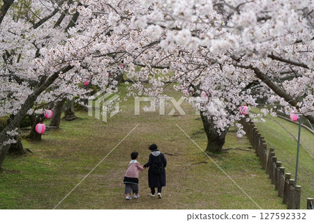 Cherry tree in full bloom Cherry tree in full bloom 127592332
