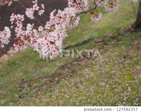 盛開的櫻花樹 127592357