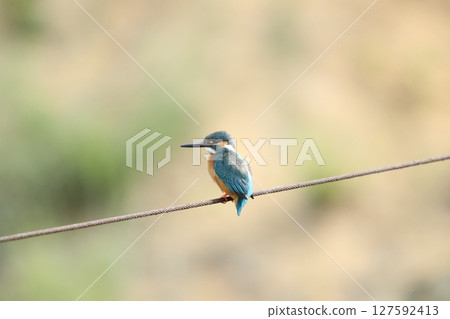 Kingfisher 127592413