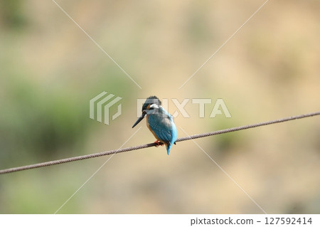 Kingfisher 127592414